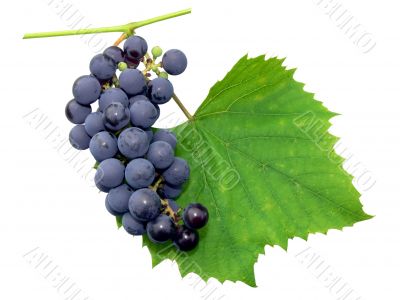 Black grape