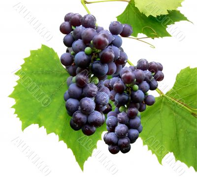 Black grape