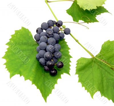 Black grape