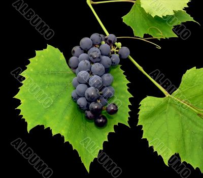 Black grape