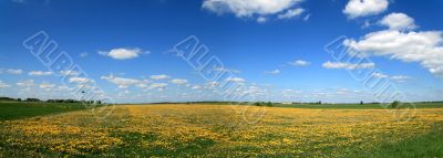 Spring panorama