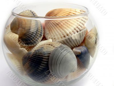 Sea cockleshells in a glass