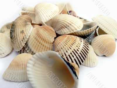 Sea cockleshells in a glass