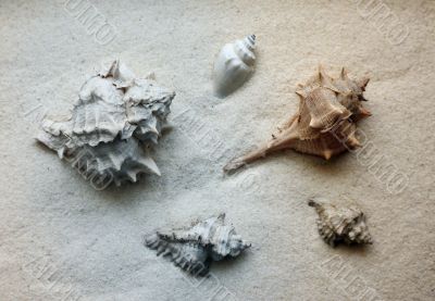 Shells