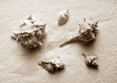 Shells