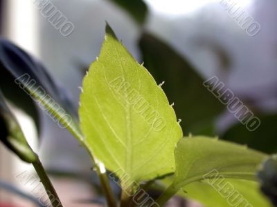 Leafs