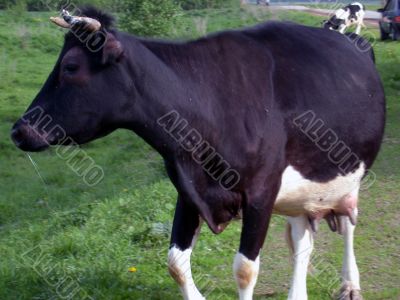 The cow