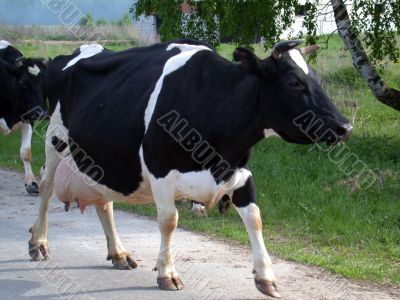 The cow
