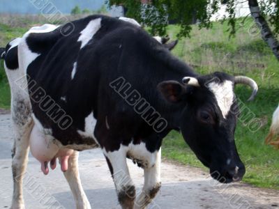 The cow