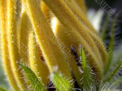 Yellow petals