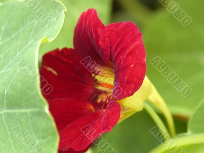 Red flower