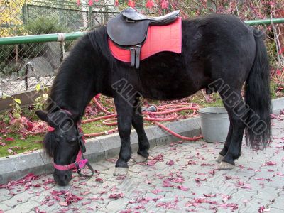 The pony