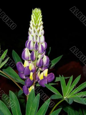 flower at night