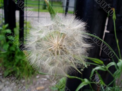 dandelion