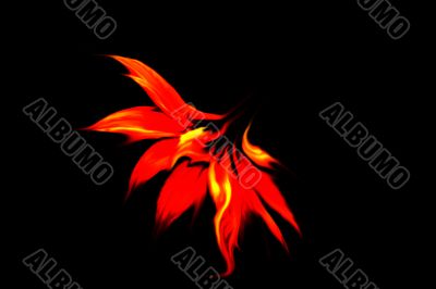 Fiery flower