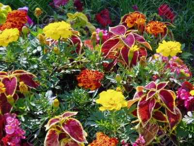flowers
