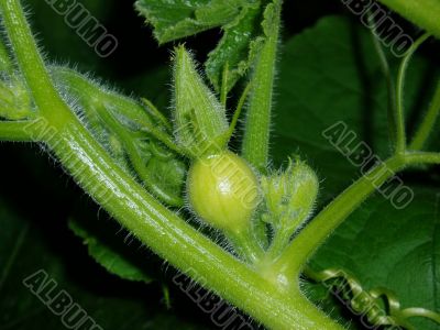 An arising pumpkin