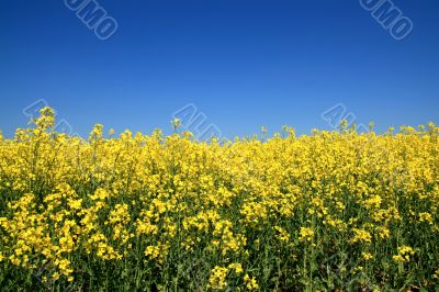 Flower Field