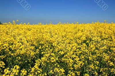 Flower Field