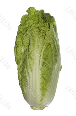 chinese cabbage