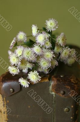 Bouquet of chrysanthemums
