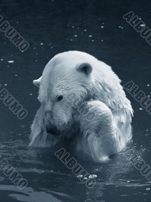Polar bear