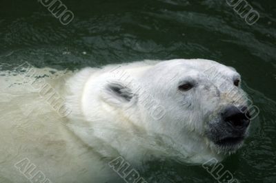 Polar bear