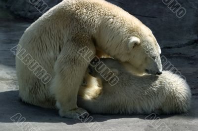 Family of polar bears