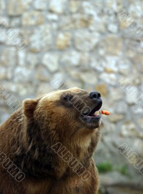 Brown bear