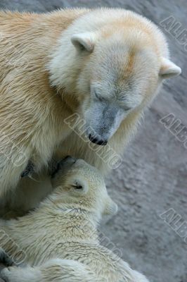 Feeding of the child