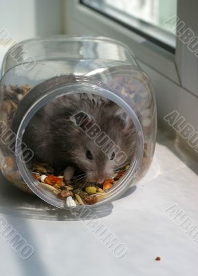 Hamster in bank
