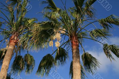 palm Washingtonia filifera