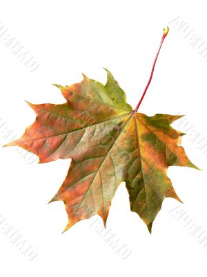 Red maple leaf