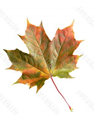 Red maple leaf