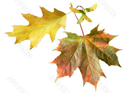 Red maple leaf