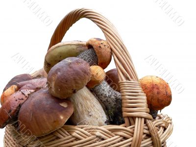 Basket full of mushrooms
