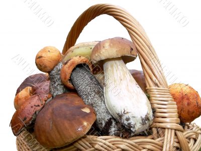 Basket full of mushrooms