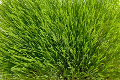 green conservation grass