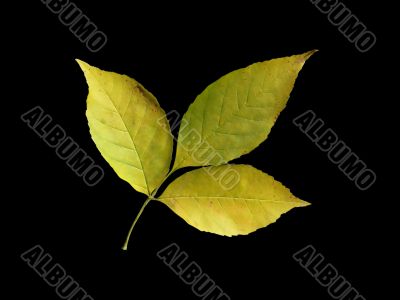 Isolated leaf