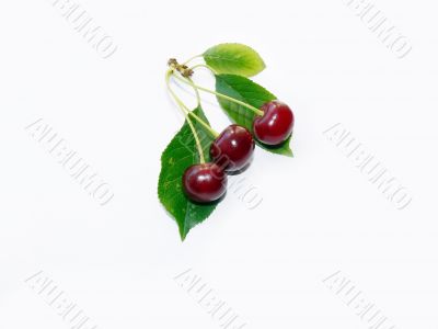 Three berries
