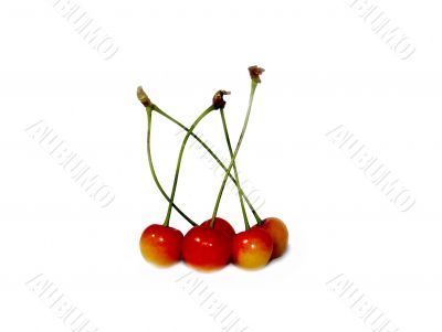 Cherries