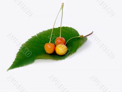 Cherries