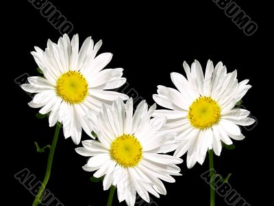 Margueritie