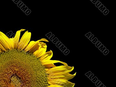 Sunflower on black