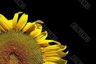Sunflower on black