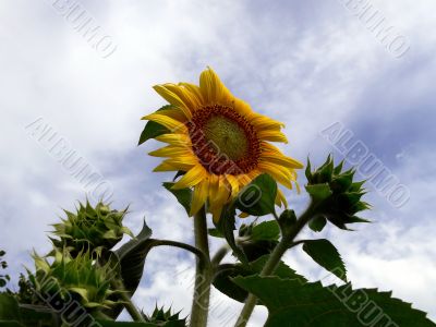 Sunflower
