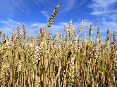 Harvest