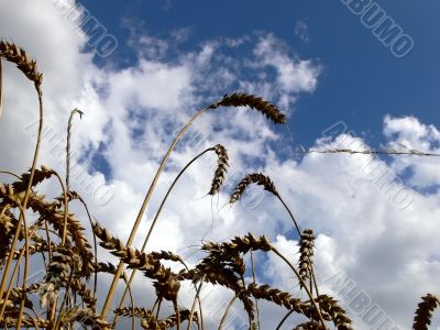 Harvest