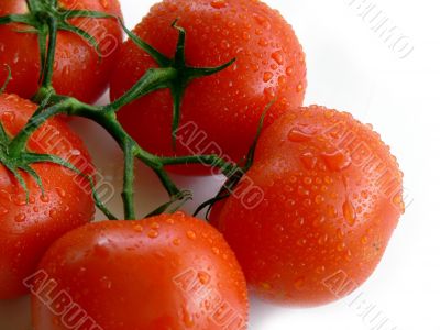 Tomatoes