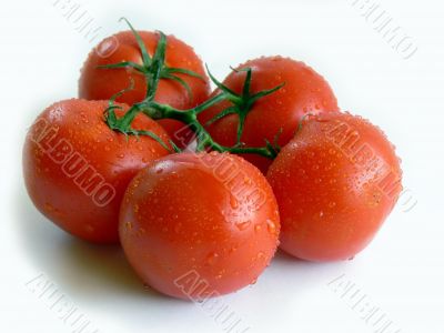 Tomatoes